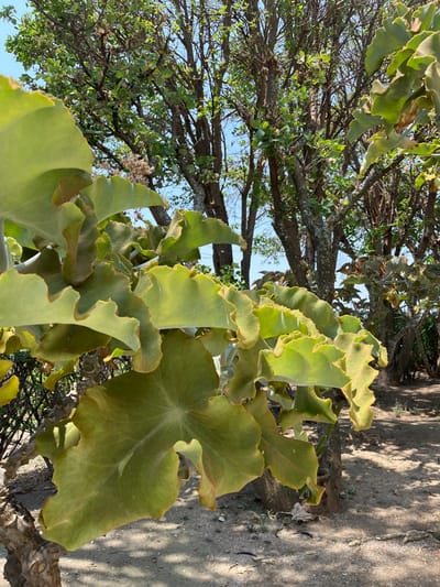 The image shows a close-up of a large, leafy plant with large, wavy, and slightly browning leaves. The plant is growing in front of a cluster of trees with a light brown bark and green leaves. The ground is covered in dry, light brown dirt, and there are shadows from the trees. The location is a small, residential area of San Agustín Etla, Oaxaca, Mexico, near a cluster of small homes. The image was likely taken during the day. There is no evidence of human activity or intervention in the scene. The focus is on the plant in the foreground.