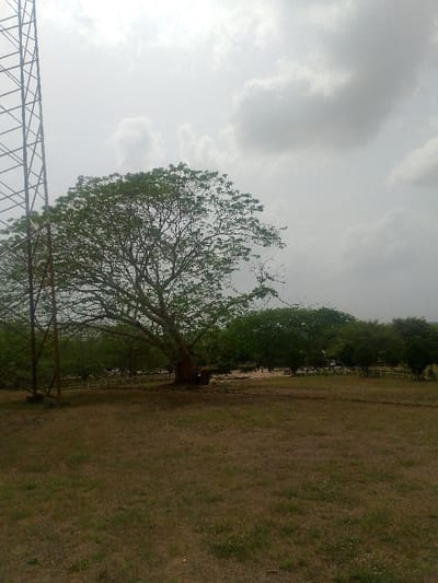 The image presents an outdoor scene in Adzho, Nigeria, under an overcast sky. In the foreground, the ground is covered with sparse, dry brown and green grass. A large, mature tree with a dense, green leaf canopy stands centrally in the midground, slightly offset to the left. Immediately to the left of this tree, a dark metallic lattice tower, consistent with a transmission or telecommunication tower, extends vertically, its base partially obscured by the tree's foliage. Behind the prominent tree, a line of smaller, greener trees forms a natural boundary. In the far midground, beyond this treeline, numerous light-colored objects, possibly chairs or small structures, are visible arranged in rows or groups on the ground, with several indistinct human figures present among them. The background features a uniformly cloudy sky, displaying various shades of grey and white.