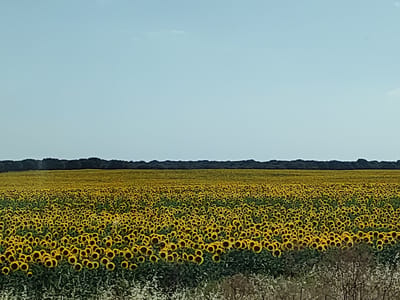 An expansive field of sunflowers stretches across the lower two-thirds of the image, their bright yellow petals and dark centers creating a vibrant tapestry under a pale blue sky. A dark, dense line of trees forms a horizon across the upper portion of the scene, separating the field from the sky. The foreground shows some dry, light-colored vegetation. The scene is located in the city of Porteros, Spain.