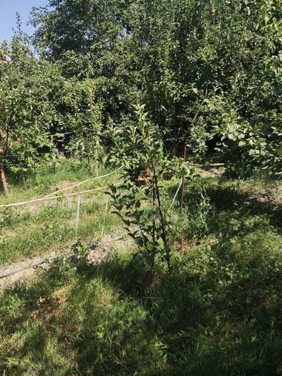 In Chong-Aryk, Kyrgyzstan, an apple orchard is pictured on a clear, sunny day. The foreground is dominated by a young apple tree with several apples visible on its branches. The tree is supported by stakes and is surrounded by tall, green grass. A white hose or pipe runs horizontally across the middle ground, supported by metal stakes. Beyond this, more mature apple trees create a dense green canopy. The overall environment is that of a well-maintained but somewhat overgrown fruit-bearing area, likely a private garden or small farm. There are no people visible in the image.