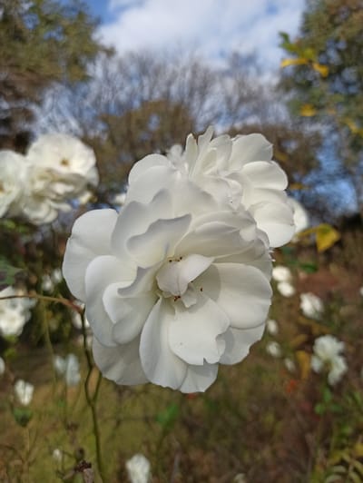 In Randburg, South Africa, a close-up shot focuses on a cluster of white roses, with the primary rose in sharp detail, its petals slightly ruffled and revealing reddish-brown stamens. Several other white roses, some in focus and others blurred, are visible in the background. The environment suggests an outdoor setting, possibly a garden, with trees and a cloudy sky in the distance. The lighting indicates it is daytime.