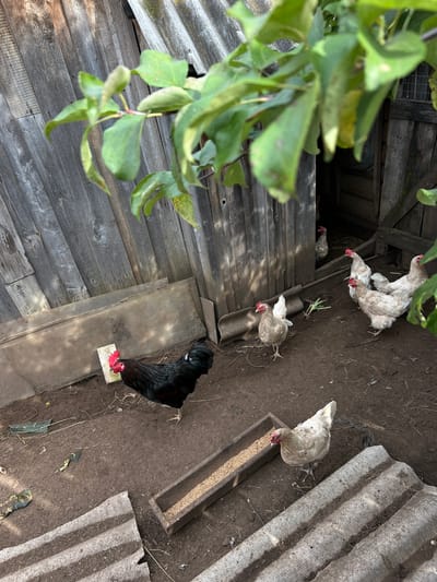In Yakshur-Bod'ya, Russia, a rustic outdoor chicken coop scene unfolds. A large black rooster with a vibrant red comb stands prominently in the foreground, facing left. To its right, a group of light-colored chickens are visible. Several are gathered near a wooden structure with an open doorway, while others are near a feeding trough filled with grain. The environment consists of dry, brown soil, scattered straw, and some discarded materials, including what appears to be corrugated roofing. A wooden fence forms the backdrop, weathered and aged. Lush green leaves from an overhanging tree partially obscure the top portion of the image, casting dappled shadows.