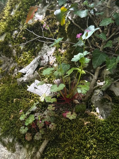 The image depicts a patch of diverse plant life growing on a weathered stone surface, possibly a wall or rock formation. Moss covers a significant portion of the stone, providing a bed for other plants. Ivy with distinctively shaped leaves is intertwined with the moss and other vegetation. A flowering plant with small, light green leaves and delicate pink flowers is centrally located, its red stems adding a touch of color contrast. The setting is likely outdoors, given the natural elements present. The location is Lipnitsa, Bulgaria.