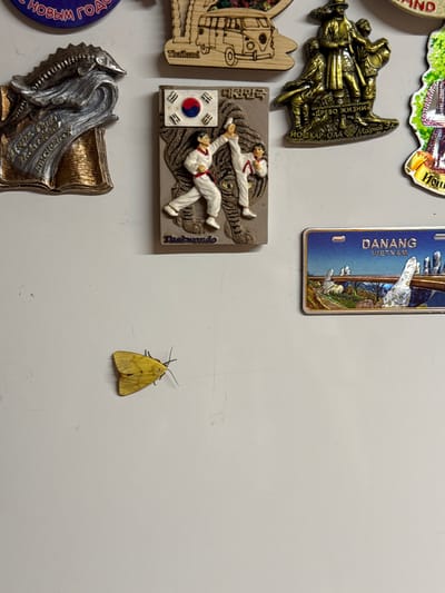 A yellow moth with dark antennae and orange markings on its wings is resting on a white, flat surface. The moth is positioned in the lower left quadrant of the image. The surface appears to be a wall or refrigerator, as it is adorned with several refrigerator magnets depicting various scenes and locations.

To the upper left, a silver and gold magnet features a stylized fish on a wave, with text in a foreign language. To its right is a wooden magnet of a Volkswagen bus with "Thailand" written below it. Further to the right, a bronze magnet depicts a group of figures in traditional clothing with Cyrillic text, likely representing a cultural monument. Below this, a magnet shows two figures practicing Taekwondo with the South Korean flag. Finally, to the right of the Taekwondo magnet is a rectangular magnet depicting the "Golden Bridge" in Da Nang, Vietnam.

The overall scene suggests a collection of souvenirs. The question of location in Chuguyevka, Russia, is not directly addressed by the visual information in the image.