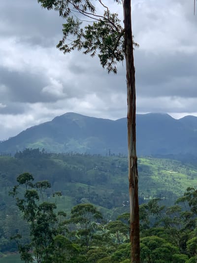 This image captures a panoramic view of the misty mountains and lush green hills of Kuda Maskeliya, Sri Lanka. A tall, slender tree trunk with rough, textured bark stands prominently in the foreground, slightly off-center to the right. Its branches, sparsely adorned with narrow, pointed green leaves, extend towards the top left corner. In the middle ground, rolling hills are blanketed in verdant vegetation, appearing as a patchwork of different shades of green, suggesting terraced fields or tea plantations. Some scattered trees punctuate the landscape. The background is dominated by a series of majestic mountains, shrouded in a soft, blue haze and obscured by heavy, overcast clouds, adding a sense of depth and atmosphere to the scene. The sky is a mixture of dark grey and lighter grey clouds, indicating a possibly rainy or overcast day. The overall impression is one of serene, natural beauty and a remote, mountainous landscape. There are no people or animals visible in the image.