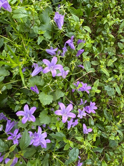 The image displays a close-up, overhead view of a cluster of purple bellflowers amidst dense green foliage. The flowers are varied in their stage of bloom, with some fully open, revealing five delicate, star-shaped petals, and others in bud form, with a more elongated, tubular shape. The petals exhibit a soft, vibrant purple hue, with subtle variations in shade. The surrounding greenery is lush and varied, featuring broad, serrated leaves and finer, grass-like blades. Some of the leaves appear glossy, suggesting they may be slightly damp. The overall impression is one of natural growth and abundant plant life. No people, buildings, or man-made objects are visible. The scene is devoid of any specific identifiable location markers within the city of Давыдовка, Ukraine, beyond its apparent status as an outdoor, natural environment.