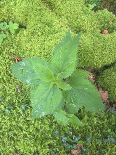 A close-up, overhead shot captures a vibrant green stinging nettle plant emerging from a dense carpet of moss. The nettle's serrated leaves, some showing minor damage and water droplets, are centrally positioned. Surrounding the plant, the lush, verdant moss creates a textured backdrop, interspersed with bits of dried leaves and other small green plants. The scene appears to be an outdoor natural setting, possibly within the city of Satsiskvilo, Georgia, given the context provided. There are no people or animals visible in the image. The overall impression is one of a damp, natural environment with rich greenery.