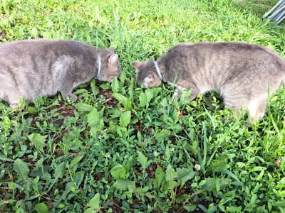 Two gray tabby cats with light gray collars are exploring a patch of green grass and weeds. The cat on the left is facing right, and the cat on the right is facing left, with their heads down, sniffing the ground. The environment appears to be a grassy outdoor area with some brown soil visible. The image does not contain any information that would allow for a specific location within the city of Chernetsk, Russia.