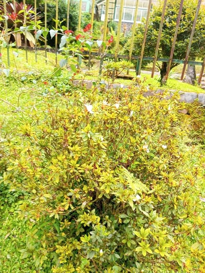 A lush garden scene showcases a variety of plants. A central bush with dense, yellow-green foliage and scattered white flowers dominates the foreground. Red-flowered vines climb a green metal fence in the background, partially obscuring a building with glass windows. Various low-lying plants cover the ground, adding to the vibrant, naturalistic composition. Stone elements are present, suggesting landscaping or bordering features within the garden.