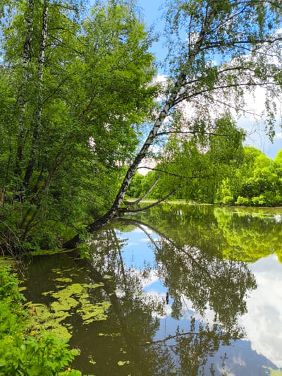 A serene, overcast scene captures a still body of water, possibly a pond or a quiet inlet, with lush greenery enveloping its banks. Dominating the foreground and midground are trees with dense foliage, the branches of which extend partially over the water's surface. A particularly striking birch tree, identified by its distinctive white bark and black markings, angles towards the water, creating an elegant arc. The water itself reflects the trees and the sky, the reflection almost mirroring the above landscape. Patches of duckweed float atop the water, adding to the natural, undisturbed ambiance of the location. The scene is characteristic of a tranquil natural setting within Mar'inskoe, Russia.