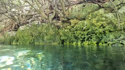 The image depicts a natural scene featuring a body of water, likely the sea or a lagoon, with a rocky, vegetation-covered embankment. The water is clear and green, with sunlight creating reflections and patterns on its surface. The embankment is composed of rough, porous rocks heavily coated in vibrant green algae or moss. Gnarled tree branches, some bare and others with sparse foliage, overhang the embankment and dip towards the water. The overall impression is one of a secluded, natural environment. This scene is characteristic of many coastal areas around Porto Cesareo, Italy, known for its clear waters and rocky shorelines. No people are visible in the image, and no specific actions or interactions are captured.