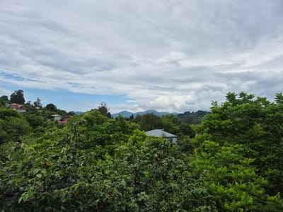 The image depicts a view of the city of Charnali, Georgia, featuring a dense canopy of lush green trees in the foreground. Several houses are partially visible amidst the foliage, with red and grey roofs. In the background, rolling hills and mountains are shrouded by a cloudy sky. The scene appears serene and natural, suggesting a rural or semi-rural setting within Charnali.