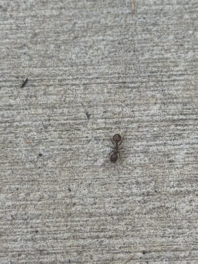 An ant is pictured on a textured gray concrete surface. The ant is dark brown to reddish-brown and is oriented with its head facing left. The concrete surface exhibits horizontal striations and a granular texture. A small black object, possibly another ant or debris, is visible to the upper left of the main subject. A few thin, dried plant stems or grass blades are also present on the concrete. The scene is outdoors.