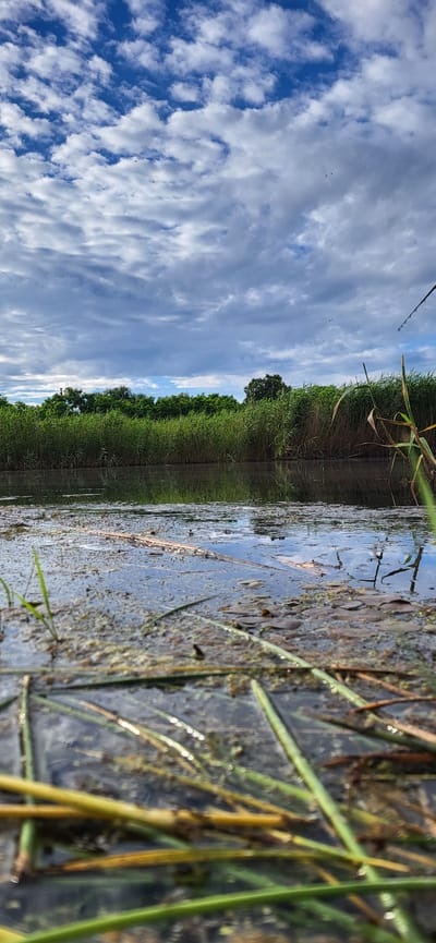 This is a low-angle, vertical, full-shot photograph taken in Hetmanivka, Ukraine. The scene depicts a body of water in the foreground, with lush green reeds and trees lining the opposite bank. The water's surface is partially covered with algae and fallen leaves, and reflections of the sky and vegetation are visible. The sky above is a mix of blue and grey clouds, with some patches of sunlight breaking through. The overall atmosphere is natural and serene, with no human presence or discernible activity. The image captures a moment of natural beauty in the Ukrainian landscape.