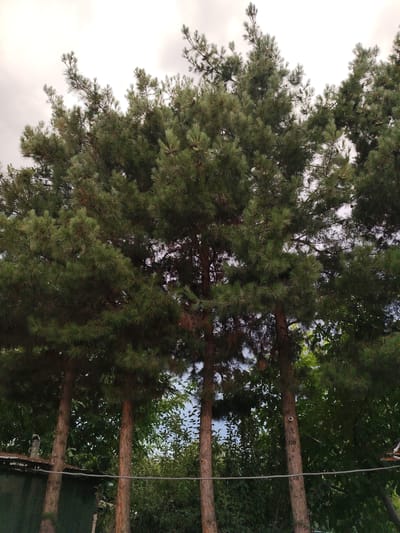 This is a low-angle, full-shot photograph of a line of mature pine trees against an overcast sky. The pine trees are dense and green, with their branches reaching upwards. The trunks of the trees are visible in the foreground, with rough, reddish-brown bark. Below the trees, there is a dark green layer of smaller trees and foliage. In the lower left of the image, a portion of a dark structure, possibly a fence or building, is visible, with a chimney or vent pipe protruding from its roof. A thin wire runs horizontally across the lower part of the frame, in front of the trees and foliage. The scene appears to be in a residential or park area, possibly in the city of Navbahor, Uzbekistan, given the context. There are no people or animals visible in the image. The overall impression is one of natural growth and a somewhat neglected or rustic environment.