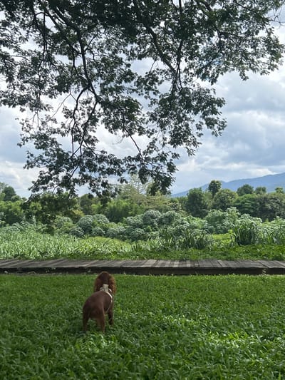 The image depicts a serene outdoor scene, likely in Tambon San Phi Suea, Thailand. In the foreground, two brown dogs are visible on a lush green lawn. One dog, facing away from the camera, has a white band around its neck. Behind the lawn, a wooden walkway spans the width of the image. Beyond the walkway, a dense landscape of green foliage and trees stretches to the horizon, with rolling hills or mountains in the distance under a cloudy sky. Overhead, the branches and leaves of a large tree dominate the upper portion of the frame, casting shadows and creating a natural canopy. The overall impression is one of a tranquil natural setting, possibly a park or a rural area.
