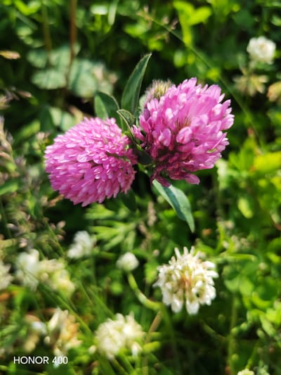 This is a close-up, eye-level, outdoor, natural light photograph of two vibrant pink clover flowers in bloom, positioned in the center of the frame. The flowers are densely packed with numerous petals, exhibiting a fuzzy texture. The background is a soft, blurred tapestry of green foliage and out-of-focus white clover blossoms, suggesting a meadow or grassy area. The image has a shallow depth of field, emphasizing the sharpness of the pink clover flowers. In the lower left corner of the image, the text "HONOR 400" is visible. The scene is set in a natural environment, consistent with a rural or park setting in or around Эрхирик, Russia. There are no people or animals present in the image.