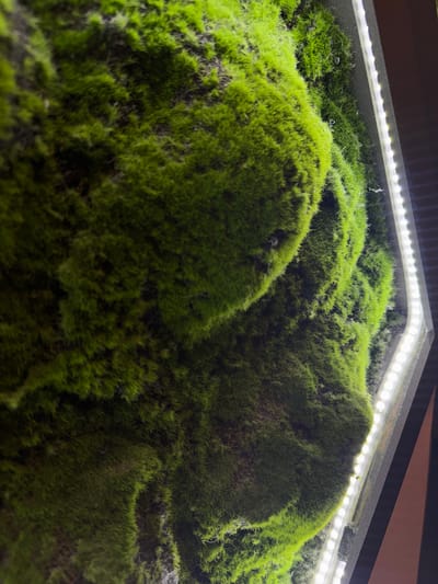 The image shows a close-up view of a moss-covered surface illuminated by a row of LED lights. The moss forms undulating mounds, creating a landscape-like appearance. The lighting source is positioned above the moss. The background is out of focus, with a dark frame visible around the moss arrangement. The location is not discernible from the image.