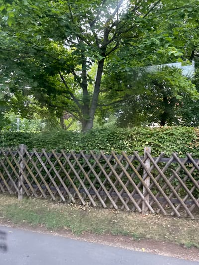 The image depicts a street scene in Saalfeld/Saale, Germany, featuring a wooden lattice fence in the foreground. Beyond the fence, a dense green hedge forms a barrier, and behind the hedge, large trees with lush green foliage dominate the background. The fence is constructed from diagonal wooden stakes crisscrossing each other, supported by vertical posts. The ground in front of the fence is covered with grass and dry leaves. The overall impression is that of a residential or suburban area with abundant greenery.