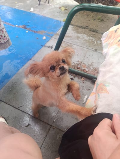 A light brown, fluffy dog with large, dark eyes stands on its hind legs, reaching towards the viewer with its front paws. Its tail is curled over its back. The dog is on a grey, tiled patio. To the left of the dog, a person's leg and foot are visible, wearing a white sandal. A black piece of fabric is in the lower right corner, and a hand is reaching into the frame. In the background, a green metal chair leg is visible, and to the left, a bright blue surface with some debris. The scene appears to be outdoors, possibly in a residential area. The image does not provide enough information to determine the specific location in the city of Zaliznyi, Russia.