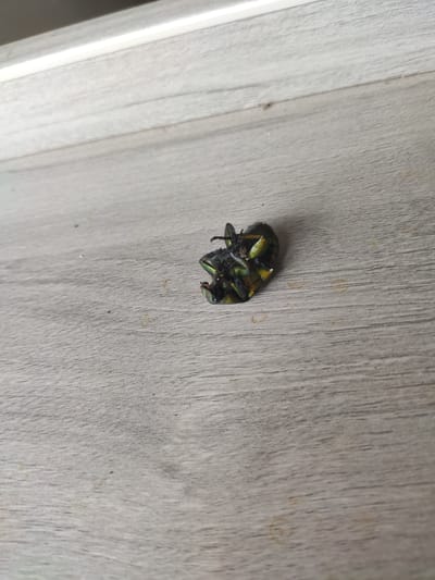 A dead beetle lies on a light-colored wooden surface. The beetle is dark green and black with iridescent highlights. It is curled up on its back, with its legs tucked underneath its body. The wooden surface appears to be a floor or tabletop, with visible grain patterns. The background is out of focus, but suggests an indoor environment. The image was taken in Jianyang City, China.