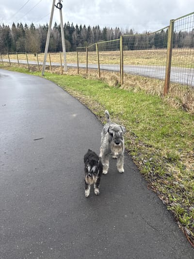 The image depicts two schnauzer dogs standing on an asphalt path. One dog is grey and the other is black. To the left of the path is a fence, beyond which is a field and trees. A power pole is also visible on the left. The location in the city of Uvarovo, Russia, cannot be determined from the image.