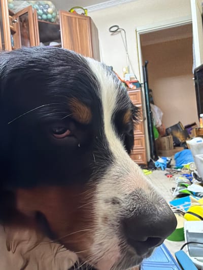 A close-up, eye-level, indoor shot focuses on the face of a large dog, likely a Bernese Mountain Dog, in what appears to be a cluttered living space. The dog's head is turned to the right, with its black, white, and brown fur prominent. Its left eye, dark and partially obscured by fur, is visible. A few strands of white fur extend from its forehead.
The background is a chaotic scene. To the left, there's a wooden cabinet with glass-fronted doors, revealing some stored items. Further right, an open doorway reveals more of the room, which is filled with various objects on the floor and shelves. These include what appear to be bags, boxes, a yellow object, and white containers. A tall, dark object, possibly a standing lamp or a piece of furniture, is also visible. The walls are a light color, and there's a ceiling trim visible at the top. The overall impression is one of a lived-in, untidy environment. No specific geographical markers are visible to pinpoint the location within Nakhabino, Russia.
