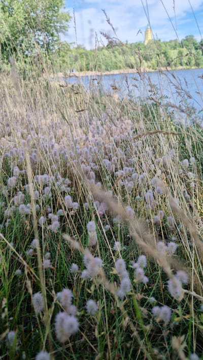 The image shows a foreground of tall, dry grass and feathery, light purple flowers, likely Trifolium arvense (haresfoot clover), near the edge of a body of water. In the background, a dense line of green trees separates the water from a pale blue sky with scattered clouds. A tall, light yellow tower, possibly a lighthouse or observation tower, is visible above the trees on the right side of the background. The overall scene depicts a natural landscape, likely a park or waterfront area, with a man-made structure in the distance. The lighting suggests it is daytime. Given the distinctive tower and waterfront setting, this location is likely Santalahti recreational area in Kotka, Finland, known for its natural beauty and views.