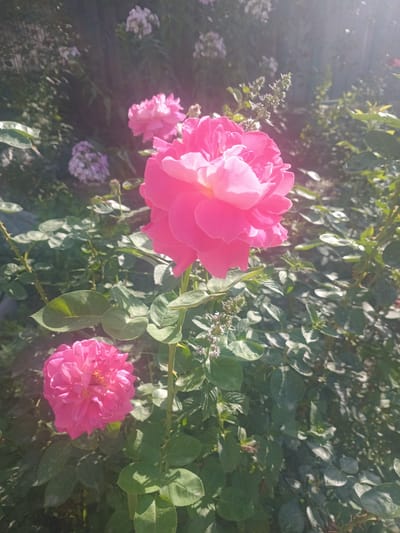 This is a close-up, outdoor shot of several pink roses blooming amongst green foliage. The lighting suggests it is daytime, possibly late afternoon due to the warm tones and slight lens flare. The scene appears to be a garden or a natural setting with abundant plant life. There are at least three visible rose blooms, with one large, vibrant pink rose prominently featured in the upper left of the frame. Another smaller, tightly petaled pink rose is visible in the lower right. In the background, smaller clusters of pale pink or white flowers can be seen, along with the dense green leaves of rose bushes and other plants. Some rose thorns are visible on the stems, indicating the type of plant. The overall mood is natural and peaceful, highlighting the beauty of the blooming flowers in soft sunlight. There is no visible text in the image. The context provided indicates the location is Jıbek joly, Kazakhstan.