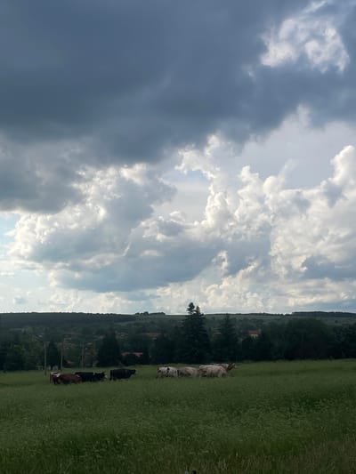 The image depicts a pastoral scene near Makariopolsko, Bulgaria. A green field with tall grass extends along the right side of the image, where cattle are grazing. A line of trees and foliage stretches along the horizon. The sky occupies the left half of the image, dominated by a combination of dark storm clouds and bright, white cumulus clouds.