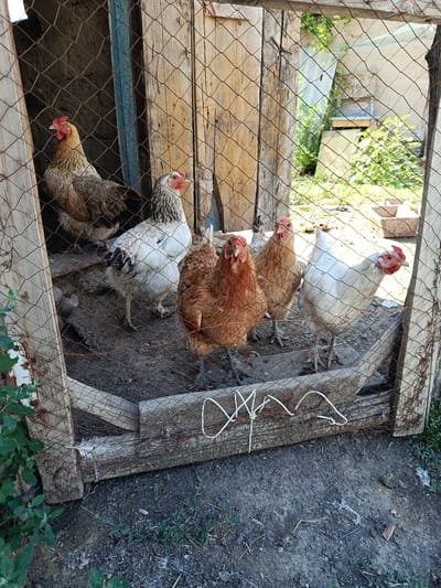 The image depicts a rustic chicken coop constructed from rough-hewn wooden planks and wire mesh. Inside, several chickens are visible. In the foreground, a light brown hen stands, facing left. Behind her, a white hen with black markings on its tail feathers is also facing left. To the left of the white hen, a hen with a speckled brown and white body and red comb faces forward. Further back and to the left, another hen with brown and golden plumage stands with its head turned to the right. The ground within the coop appears to be dirt and debris. Outside the coop, in the background, greenery and a portion of a building are visible. The lighting suggests it is daytime. The location is specified as Koilyk, Kazakhstan.