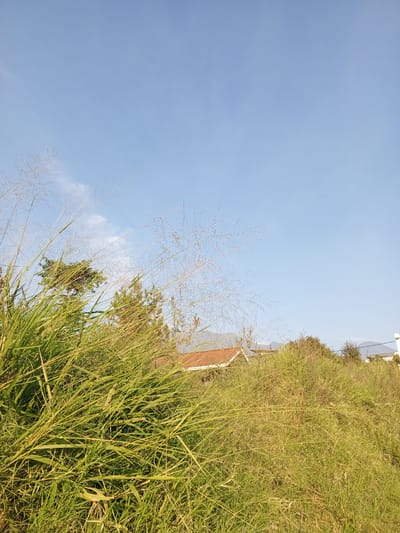 An outdoor, low-angle, eye-level shot captures a bright, sunny day with a clear blue sky. In the foreground, tall, green grass and reeds dominate the lower half of the frame, with some stalks reaching upwards towards the sky. Behind the grass, glimpses of trees and rooftops of houses can be seen. The scene appears to be in a rural or suburban area, consistent with the location of Yakkurugala, Sri Lanka, a region known for its natural beauty and residential areas. There are no people or animals visible in the image. The overall impression is one of a peaceful, natural setting bathed in sunlight.