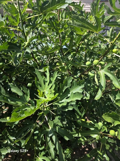 A close-up, outdoor, eye-level, vertical, natural light shot showcases a dense cluster of green fig leaves and several unripe figs on branches of a fig tree. The leaves are large, deeply lobed, and a vibrant green, with some showing sunlight casting shadows. The figs are small and round, varying in shade of green. The background is a blur of more foliage and hints of a building with siding and possibly a fence. The scene appears to be in a residential area, likely a backyard or garden. The Samsung Galaxy S25+ watermark is visible in the bottom left corner. No people or animals are present in the frame. The environment is sunny and appears to be in Antelope, California, United States.