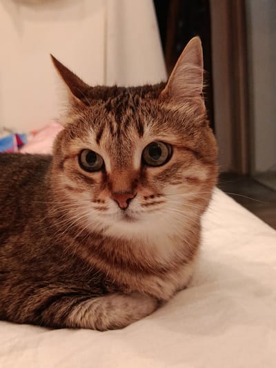 A close-up, eye-level, medium shot shows a tabby cat with brown and white fur. The cat is lying down on a white, textured surface, possibly a bed or blanket. The cat's head is turned slightly to the viewer's right, and its eyes are open and looking forward. The cat's ears are pointed upwards, and its whiskers are visible. The background is softly blurred, with hints of pink and beige colors. The image appears to have been taken indoors with artificial lighting. There is no discernible information about the city of Verkhnyaya Salda, Russia, within the image itself.