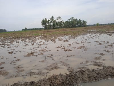 The image depicts a flooded rice paddy field under an overcast sky. The foreground is dominated by shallow, muddy water reflecting the pale sky and interspersed with clumps of dark, wet earth and plant debris. In the mid-ground, the field stretches out, appearing recently plowed and still waterlogged, with small mounds of mud visible beneath the water's surface. Further in the distance, a cluster of lush green trees, including palm trees, forms a dense line across the horizon, suggesting the edge of a more vegetated area or a small grove. The overall impression is of a rural, agricultural landscape, likely in the process of being prepared for or recovering from a planting season. The location is identified as Padangmeuria, Indonesia, a region known for its agricultural activities, particularly rice cultivation.