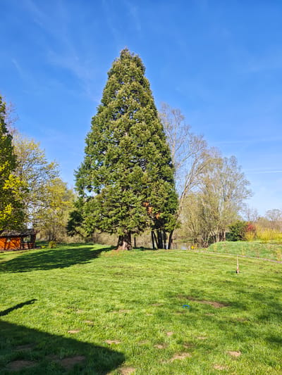 The scene is a bright, sunny day in Foameix-Ornel, France, showcasing a lush green lawn that extends towards a variety of trees. A very tall, broad evergreen tree dominates the landscape, casting a long shadow to the left. To the left of the evergreen tree is a small brown wooden cabin, partially obscured by other trees with green foliage. Behind the evergreen tree, other trees with less dense foliage are visible, some with bare branches. In the background, behind these trees, a small body of water can be glimpsed. On the right side of the lawn, there is a small dirt patch with a blue plastic item lying on the ground, and a stick leaning against a small hill. The foreground of the image is partially obscured by shadow from what appears to be a building or other structure. The sky is a clear, bright blue with a few wispy clouds. The overall environment is natural, suggesting a park or garden setting.