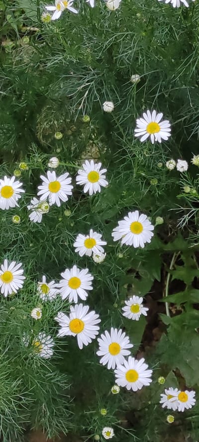 The image is a close-up, vertical shot of a patch of white daisies with yellow centers, interspersed with dense green foliage. Several daisies are in full bloom, with delicate white petals radiating from the central yellow discs. Some daisies are partially opened or in bud form, while others appear to be wilting or are less defined. The foliage is finely cut and feathery, creating a lush backdrop for the flowers. The lighting suggests an outdoor, daytime scene, with the sunlight illuminating the flowers and casting subtle shadows. There are no people or animals visible in the image. The overall impression is one of natural beauty and abundance in a garden setting. The location is identified as Росинка Кп, Russia.