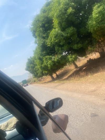 This image depicts a daytime scene from the passenger perspective inside a moving vehicle on a paved road in Bokana, Nigeria. The foreground shows the dark interior door panel, window frame, and side mirror of the vehicle, with a light-colored cloth draped on the car's interior to the left. A dark-skinned hand is partially visible in the lower right, near the open window. The asphalt road, showing signs of wear, stretches into the distance. Along the right side of the road, a dry, light brown verge leads to a line of mature trees with dense green foliage, casting distinct shadows on the ground. In the far distance on the road, a green box truck is visible, followed by indistinct forms that may be another vehicle or individuals. The background features hazy blue mountains or hills under a clear, light blue sky with minimal cloud cover. Strong overhead sunlight illuminates the scene, creating defined shadows.