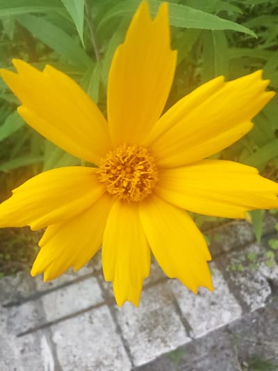 An extreme close-up of a bright yellow flower with multiple pointed petals and a textured central disk dominates the image. The flower is positioned slightly off-center, with its petals extending outwards in a star-like pattern. Behind the flower, out-of-focus green foliage can be seen. The lower portion of the image shows a section of a grey, textured pathway, possibly made of stone pavers, with some scattered green growth. The lighting suggests it is daytime, with natural light illuminating the scene. The image appears to be taken outdoors, in a garden or natural setting. Based on the context provided, this scene is located in the Чонкаўскі сельскі Савет, Belarus.