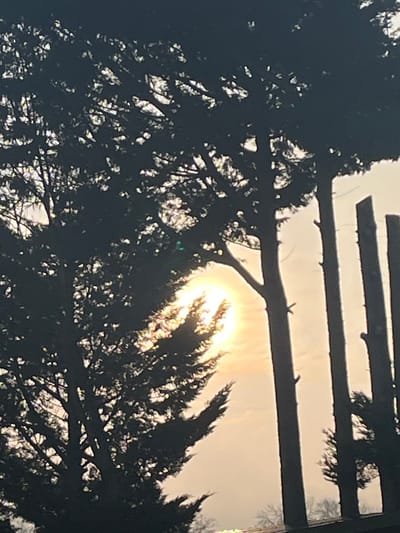 Silhouetted tree branches and foliage frame a bright, hazy sun. A rustic, wooden structure with horizontal beams overlays the upper portion of the scene, partially obscuring the sky. The foreground is dominated by the dark, intricate patterns of the tree against the muted, glowing backdrop of the sky and sun. The overall tone is one of quiet, natural beauty filtered through a unique architectural element.