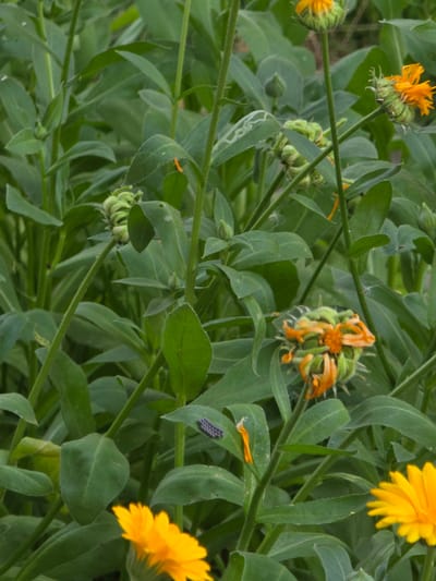 This media file is a close-up photograph of calendula plants with vibrant orange and yellow flowers and green leaves. The setting appears to be a garden or natural outdoor environment, possibly in Pidhorodne, Ukraine, given the location context. Several flower buds are also visible, some in various stages of bloom and others tightly closed. The lighting suggests it could be daytime, with natural sunlight illuminating the scene. There are no people or discernible text in the image. A notable detail is a cluster of small, dark, oval-shaped objects on one of the leaves, which could be insect eggs or tiny insects. The overall impression is one of nature's details, focusing on the textures and colors of the plants.