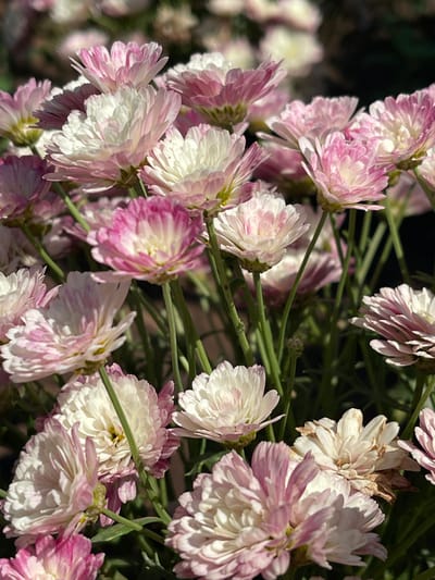 This is a close-up, eye-level, outdoor photograph of a dense cluster of pink and white chrysanthemums in full bloom. The flowers are the primary subject, filling most of the frame. Their petals are layered and ruffled, with a gradient of color from white in the center to various shades of pink towards the edges. Some petals show a more intense pink hue, while others are a softer blush. The stems of the flowers are green and visible throughout the composition, supporting the blooms. The background is a dark, out-of-focus blur, suggesting a natural setting, possibly a garden or a field. The lighting indicates it is daytime, with sunlight highlighting the delicate textures and colors of the flowers. The overall impression is one of abundant, natural beauty. The image is located in Tataraskaya Kargala, Russia.
