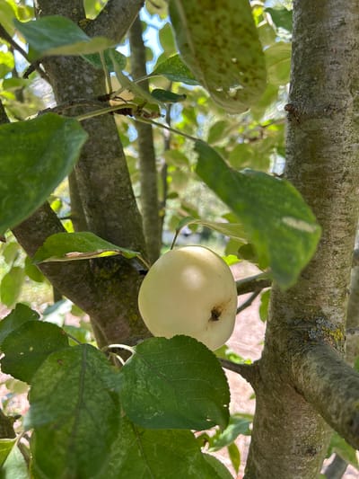 An apple, pale yellow in color with a dark brown stem impression, hangs from a branch of an apple tree. The apple is surrounded by green leaves and tree bark, some of which are covered in lichen. The background consists of dappled sunlight and more foliage, suggesting an outdoor setting. The image was captured in Zaboizkiy, Russia.