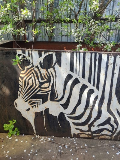 An eye-level shot reveals a rusted metal container painted with a stylized black and white zebra head and stripes. The paint is peeling in places, showing rust underneath. The container appears to be outdoors, as evidenced by green plants growing out of it and a tree with white blossoms behind and above. Fallen petals litter the ground around the container. No people are visible. The specific location in Malaya Purga, Russia, cannot be determined from the image alone.