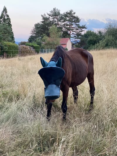 The image depicts a brown horse standing in a field of dry, tall grass. The horse is wearing a dark blue fly mask that covers its eyes and snout. In the background, there are trees, a building with a red roof, and a fence. The sky is a soft gradient of light blue and pink, suggesting it is either dawn or dusk. The environment appears to be rural, possibly on the outskirts of Courpière, France, given the natural vegetation and the distant architectural style. There are no people visible in the image.