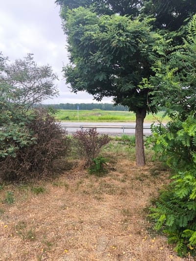 The image captures a rural roadside scene near Młyny, Poland. In the foreground, dry, golden grass covers the ground, interspersed with scattered dry leaves and a few small green plants. To the left, a dark, thorny shrub with dry, reddish-brown foliage is prominent. Adjacent to it, a larger, leafy green shrub with compound leaves grows. A mature tree with a textured, brown trunk stands centrally in the mid-ground, its branches spreading upwards and adorned with numerous small, green, ovate leaves. Another vibrant green leafy shrub is situated to the right of this tree. Beyond the vegetation, a grey road runs horizontally across the frame, bordered by a silver metal guardrail. In the distance, a flat, green field stretches out under a cloudy, pale sky, with a line of dark green trees forming the horizon. A blue and white directional signpost is visible on the far side of the road within the field. The overall impression is one of a natural, somewhat unkempt roadside environment on an overcast day.