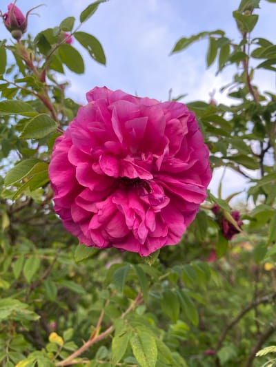 A close-up, eye-level shot focuses on a vibrant, fully bloomed pink rose in the foreground. The rose is characterized by its densely packed, ruffled petals, with a darker, richer pink hue at its core. Surrounding the rose, out of focus, are green leaves, thorny stems, and a pale blue sky with faint clouds. To the left and slightly behind the main rose, a pink rose bud is visible. In the lower right portion of the background, a faded, dark pink rose can be seen. The image does not contain any people. The scene is likely a garden or natural setting, and the mention of Yuryatino, Russia, does not provide any additional visual information.