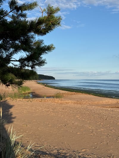 The image depicts a serene beach scene in Shepelevo, Russia, under a clear blue sky with scattered white clouds. In the foreground, a large pine branch with green needles and a pine cone hangs from the left side of the frame, partially obscuring the view. The beach itself is composed of light brown sand, marked with numerous footprints and some dried vegetation. Tall green reeds grow along the edge of a small stream that winds through the sand.
In the mid-ground, a solitary figure, appearing to be a person wearing dark clothing, stands on the sandy shore, facing the water. Beyond the beach, the calm, blue sea stretches towards the horizon, with a thin line of green vegetation visible along the waterline. In the distance, a dense forest lines the coast, with a few hints of buildings or structures visible through the trees. The overall atmosphere is peaceful and natural, with the golden light of what appears to be late afternoon casting long shadows across the sand.