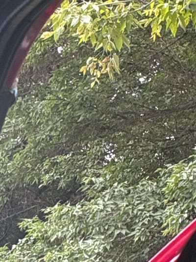 The image shows a dense canopy of green leaves, with some lighter-colored leaves and branches visible towards the top. The foliage appears to be on trees. In the lower right corner, a bright red object, possibly part of a vehicle, enters the frame. The overall impression is of an outdoor, natural setting. There is no information available about the city of Birdik, Kyrgyzstan, or any specific details related to that location within the image itself.