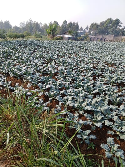 The image depicts an agricultural field in Bellanneoya, Sri Lanka, characterized by rows of young, leafy crops, likely brassicas such as cabbage or cauliflower, planted in dark, rich soil. The plants exhibit a uniform pale green coloration, with some appearing to have a light dusting of frost or dew on their broad leaves. In the foreground, tall, green grasses and weeds grow densely, their blades glistening with moisture. The background reveals a lush, verdant landscape with a mix of trees, including banana plants and taller, darker foliage, suggesting a rural or semi-rural setting. Structures, possibly greenhouses or farm buildings covered with netting, are visible in the distance, alongside a cluster of trees that form a natural border to the cultivated land. The sky above is a pale, hazy white, indicative of early morning or overcast conditions. No people or animals are present in the frame.